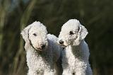 BEDLINGTON TERRIER 234